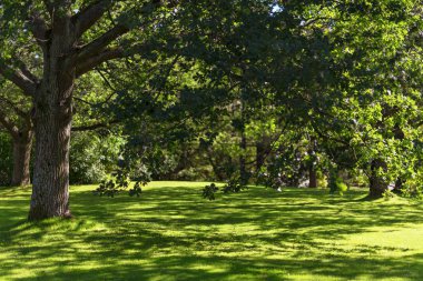 Meşe ağaçları ve bir de kırpılmış çim yemyeşil park. İsveç