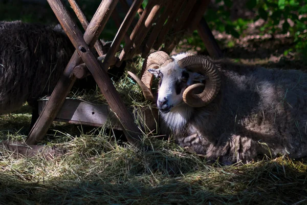 Взрослые Овцы Большими Рогами Наслаждаются Тенью Рядом Сеном Жаркий День — стоковое фото