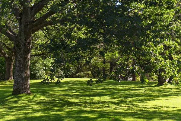 Weelderige Park Met Eiken Een Goed Bijgesneden Gazon Zweden — Stockfoto