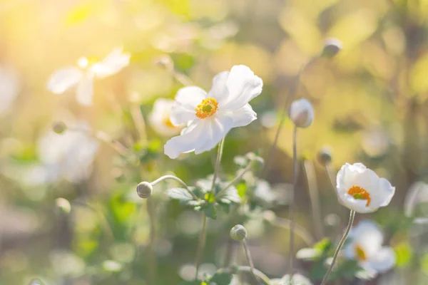 Flores Brancas Brilhantes Com Pétalas Laranja Luz Sol Muito Bonitas — Fotografia de Stock