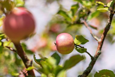 Bir yaz günü sırasında bir ağaç üzerinde kırmızı elma. İsveç