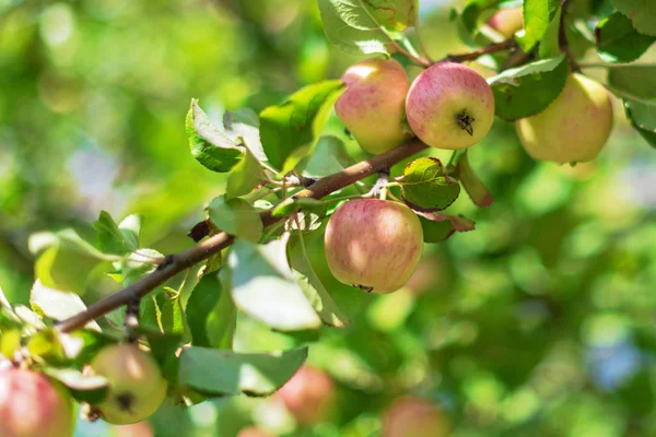 Red apples on a tree during a summer day. Sweden