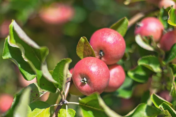 Red Apples Tree Summer Day Sweden — Stock Photo, Image