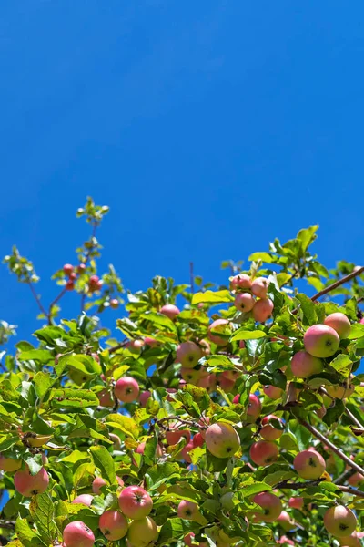 Red Apples Tree Summer Day Sweden — Stock Photo, Image