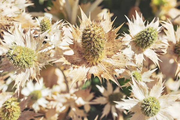 Kurutulmuş Thistle Closeup Geç Yaz Aylarında Sveç — Stok fotoğraf