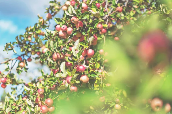 Red Apples Tree Summer Day Sweden — Stock Photo, Image