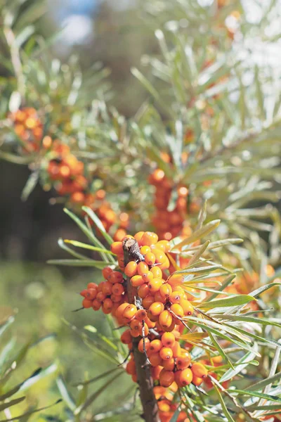 Olivello Spinoso Primo Piano Frutti Arancio Maturi Antiossidanti Svezia — Foto Stock