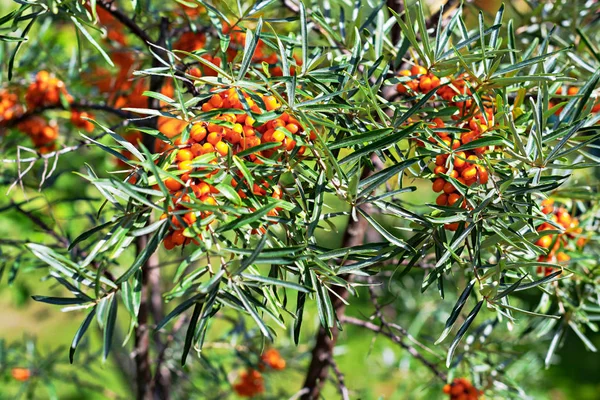 Olivello Spinoso Primo Piano Frutti Arancio Maturi Antiossidanti Svezia — Foto Stock