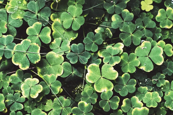 Trevo Shamrock Uma Floresta Durante Final Verão Suécia — Fotografia de Stock