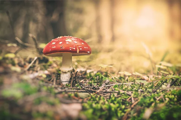 Red White Dotted Fly Agaric Forest Sweden — Stock Photo, Image