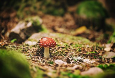 Küçük sinek agarichas toprak ile kırık. İsveç