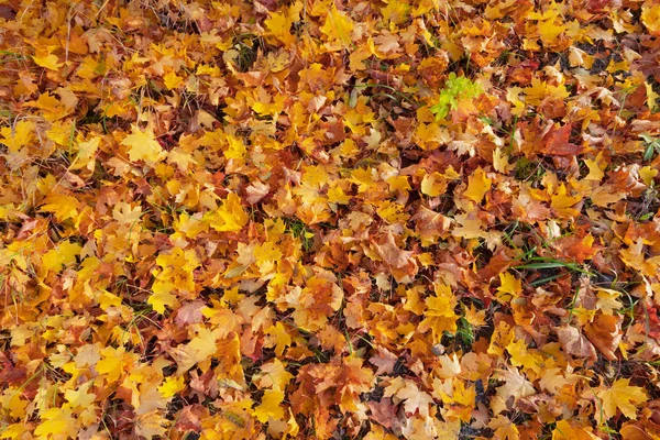 Maple Leaves Autumn Grass Covered Ground Yellow Orange Red Colors — Stock Photo, Image