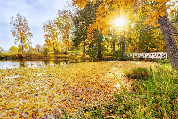 Autumn Pond Covered Leaves Trees Vivid Autumn Colors Sweden — Stock Photo, Image
