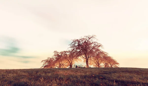 Bäume Hügel Auf Dem Hölzernen Friedhof Mit Gefiltertem Herbst Und — Stockfoto