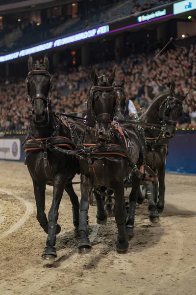 Solna Suède Nov 2018 Conduite Coupe Monde Fei Salon Hippique — Photo