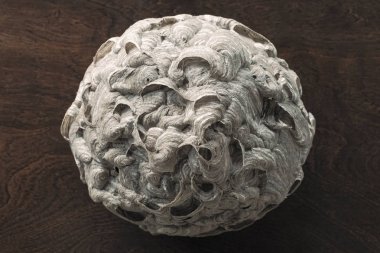 Yaban arıları veya sonbahar sırasında çatıdan aşağı çekilen Hornets yuva. Çok büyük