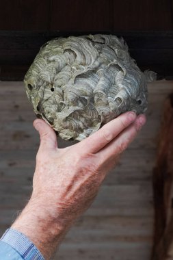 Wasps or Hornets nest taken down from roof during autumn. Hand holding the nest. clipart