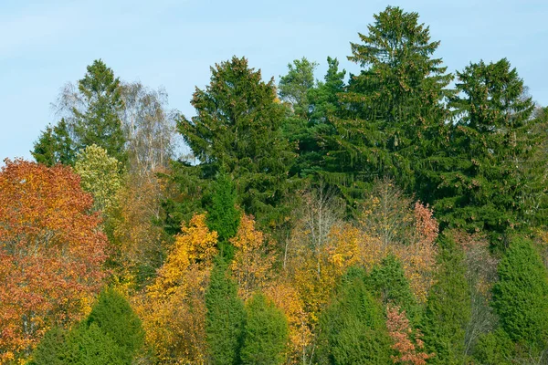 Árboles Coloridos Durante Temporada Otoño Muchos Colores Amarillo Verde Con — Foto de Stock