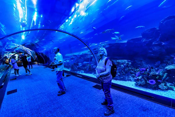 Dubaj Zea Jan 2019 Dubai Mall Jego Słynne Wielkie Akwarium — Zdjęcie stockowe
