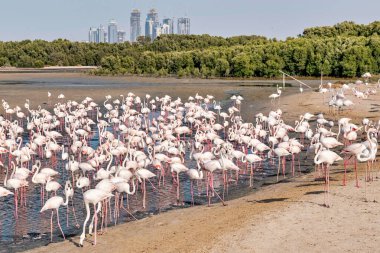 Dub dışında Ras Al Khor yaban hayatı cenneti 'nde beyaz flamingolar