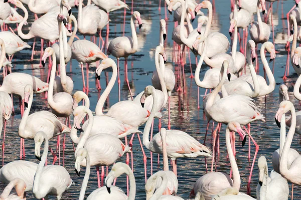 Белые фламинго на набережной в поисках еды — стоковое фото