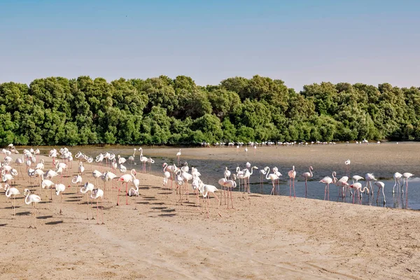 Flamingos brancos em Ras al Khor santuário de vida selvagem fora de Dub — Fotografia de Stock