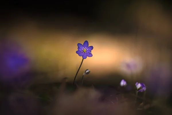 Beautiful common blue hepatica in late evening light — Stock Photo, Image