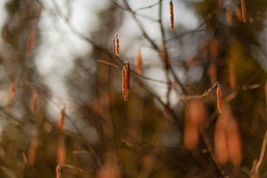 Sıcak ışık ile bir bahar akşamı sırasında Hazel catkins
