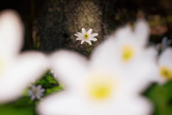 Anémone en bois blanc brillant en fermeture avec de nombreuses fleurs déconcentrées — Photo