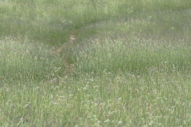 Gard'daki Nationaldagsgaloppen'de güneşli havalarda at yarışı