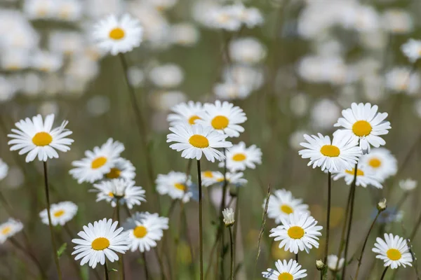 Daisys luna bianca in un campo di erba estiva durante un sole da — Foto Stock