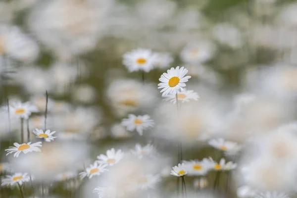 Daisys luna bianca in un campo di erba estiva durante un sole da — Foto Stock