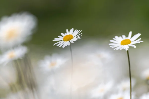 Daisys luna bianca in un campo di erba estiva durante un sole da — Foto Stock