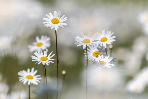 Daisys luna bianca in un campo di erba estiva durante un sole da — Foto Stock