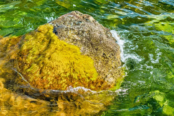 Kamień pokryty glonami w jasnej wodzie w kolorowych kolorach — Zdjęcie stockowe