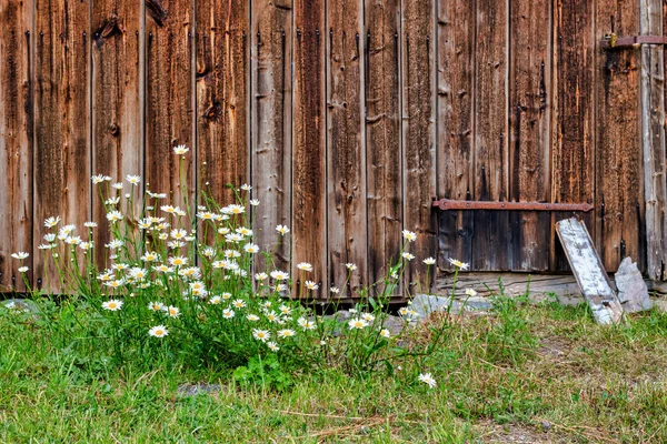 White daisys with a rustic red barn wall beside — Stock Photo, Image