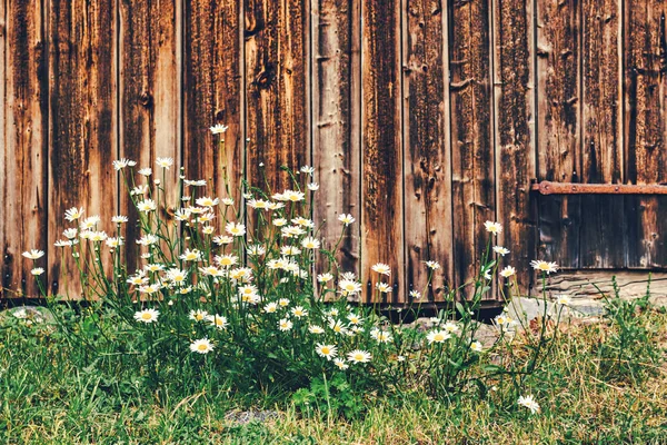 Marguerites blanches avec un mur de grange rouge rustique à côté — Photo
