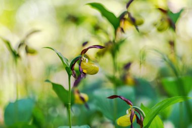 Nadir Ladys terlik orkide ormanlarda doğal yaşam 