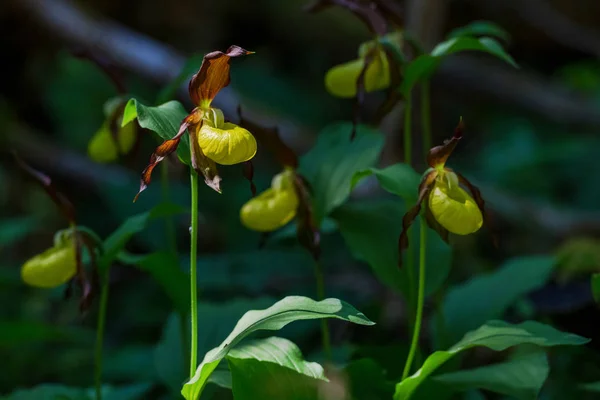 Rare Ladys slipper orchid in its natural habitat in the forests — Stock Photo, Image