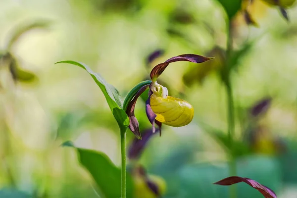 Rare Ladys slipper orchid in its natural habitat in the forests — Stock Photo, Image