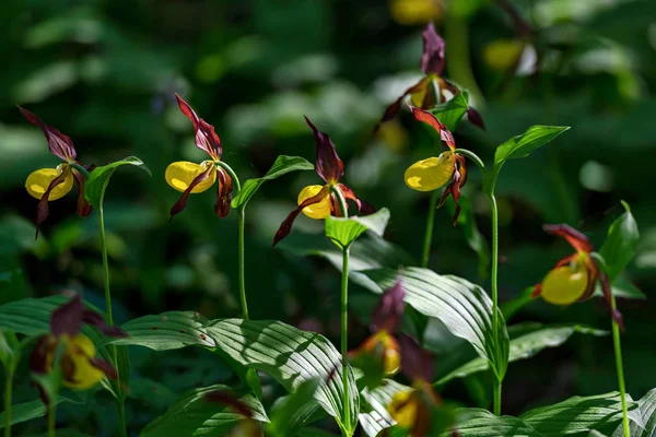 Orquídea de chinelos Rare Ladys no seu habitat natural nas florestas — Fotografia de Stock