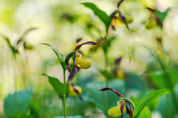 Rare Ladys slipper orchid in its natural habitat in the forests — Stock Photo, Image