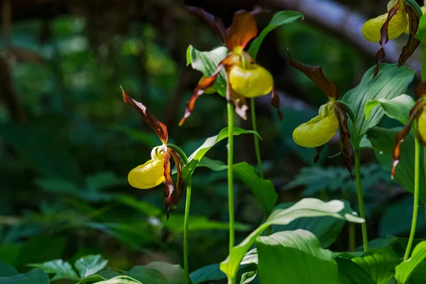 Rare Ladys slipper orchid in its natural habitat in the forests — Stock Photo, Image