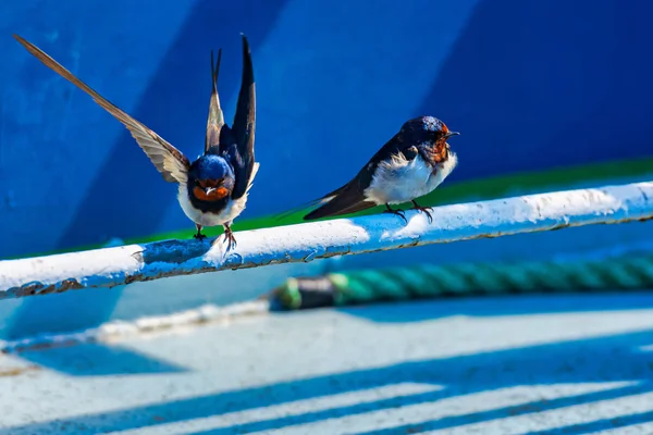 Barn swallow (Hirundo rustica) bird takes of from a boat and one — Stock Photo, Image