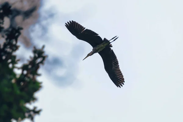 Silhouette eines Graureihers auf dem Weg zum Nest im Wald nea — Stockfoto