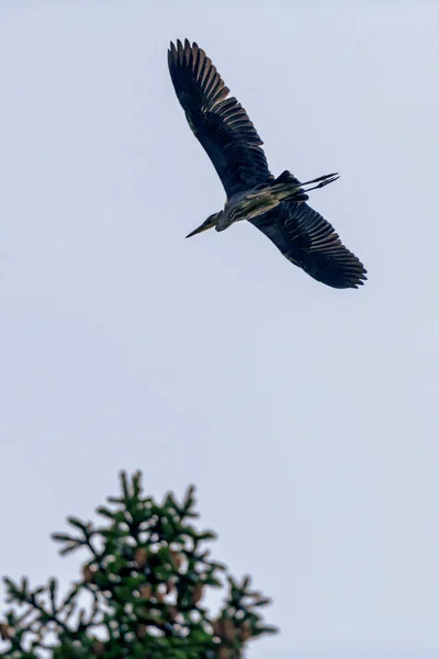 Silhueta de um voo de garça cinza para o ninho na floresta nea — Fotografia de Stock