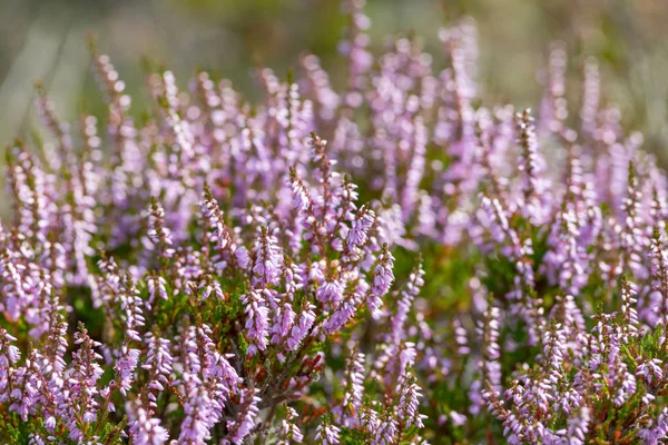 Heather plant in the shoreline of Sweden — Stock Photo, Image