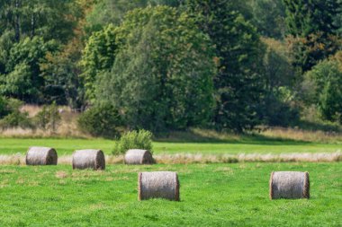 Yaz mevsiminin sonlarına doğru yeşil bir tarlada saman balyaları