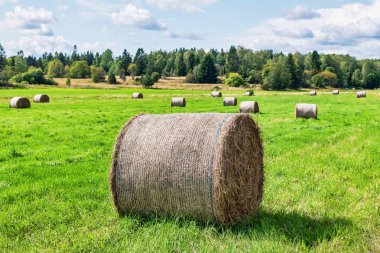 Yaz mevsiminin sonlarına doğru yeşil bir tarlada saman balyaları