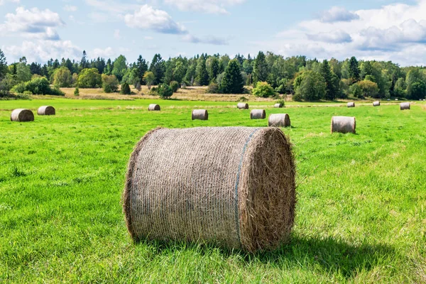 Yaz mevsiminin sonlarına doğru yeşil bir tarlada saman balyaları